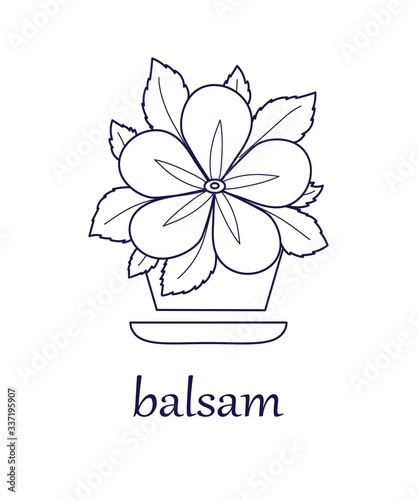 
Balsam. Indoor and garden plant. Close-up. The contour image of balsam on a white background. There is a place for text. Vector illustration.