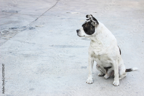 Fototapeta Naklejka Na Ścianę i Meble -  Dog guard a pooch a cross of a boxer with uncropped ears and tail sits in place on the street and looks left