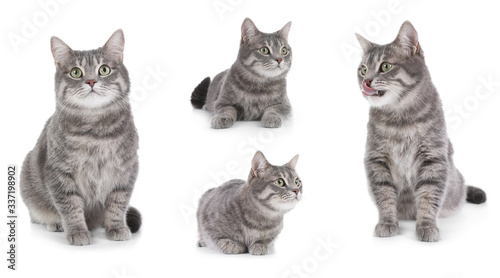 Collage of beautiful grey cat on white background. Lovely pet