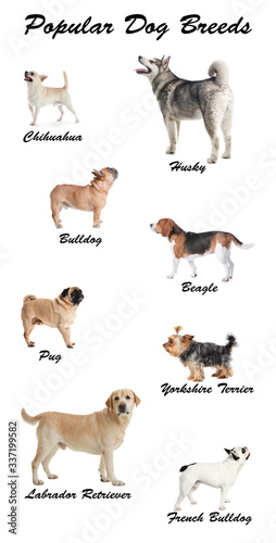 Set of different adorable dogs on white background. Most popular breeds