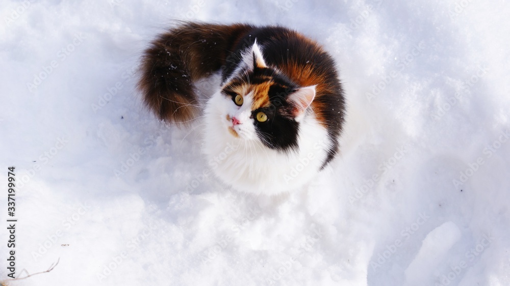 Cat sits in the snow