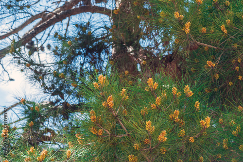 Blooming pine tree at spring season photo