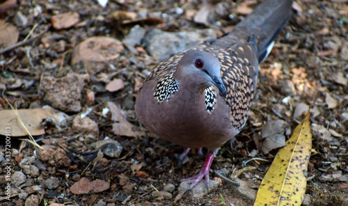 Indian Cuckoo bird observing the photographer