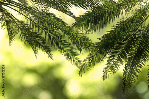 Leaves of beautiful tropical palm trees outdoors