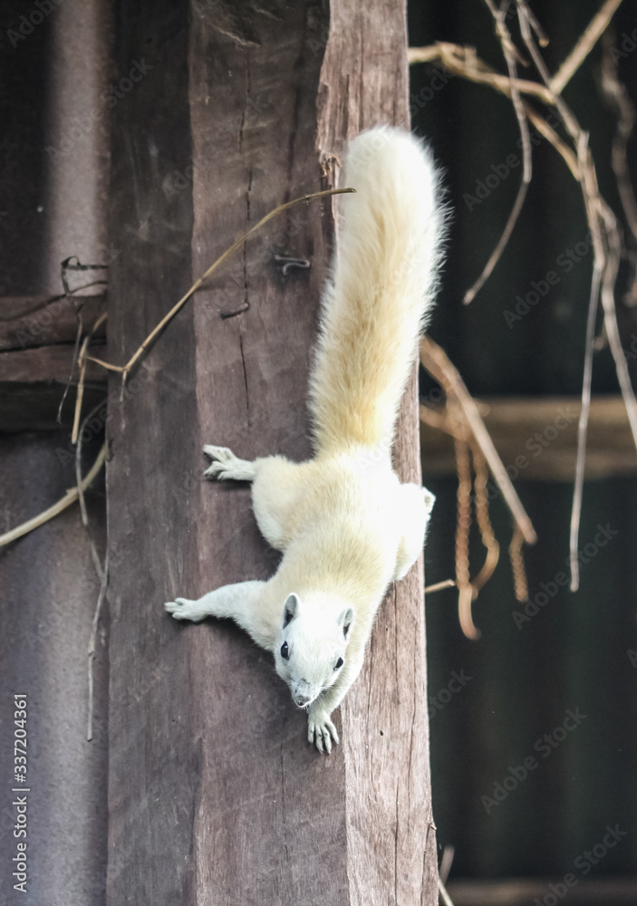 White squirrel