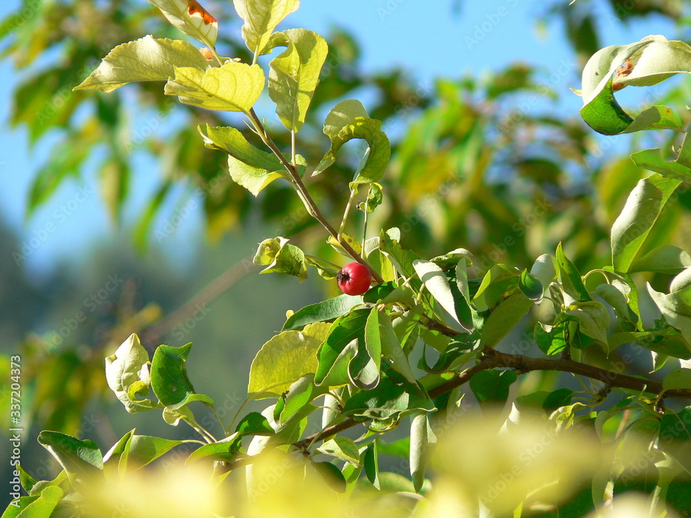 Ranetki fruit, a tree with a red fruit Ranetki fruit, a tree with a red fruit