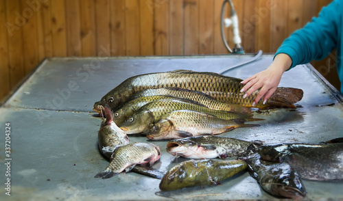 Fototapeta Naklejka Na Ścianę i Meble -  Small carp and other fish on the cutting table.Volga Delta, Astrakhan, Russia