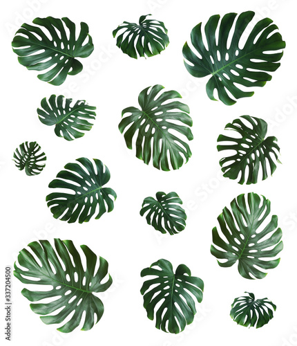 Set with green fresh monstera leaves on white background