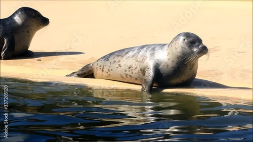 grey seals relaxes
 photo