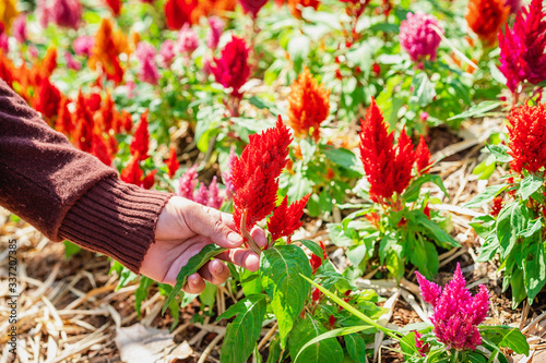 Close up of woman's hand picking up fresh red cockscomb flowers bloom in the garden.