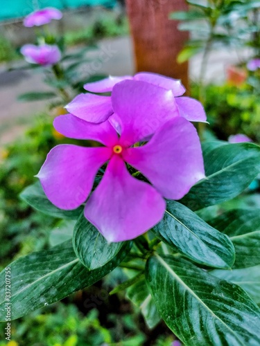 pink and purple