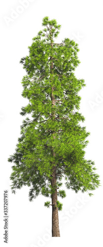 Evergreen tall coniferous pine tree on a white insulating background on high resolution. 3D stock illustration.