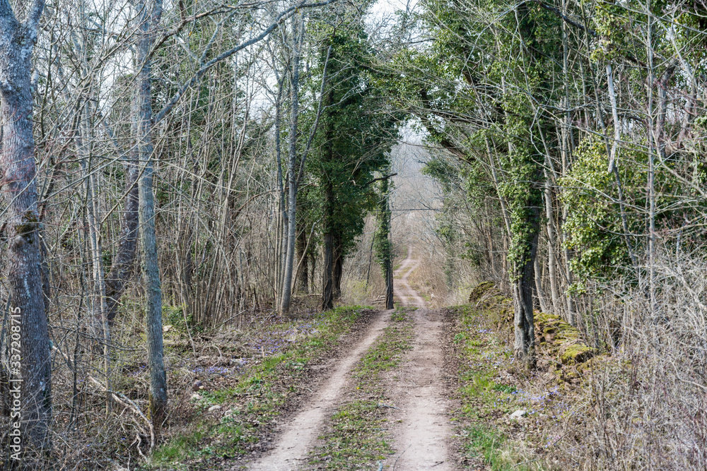 Fototapeta premium Dirt road with ivy covered trees