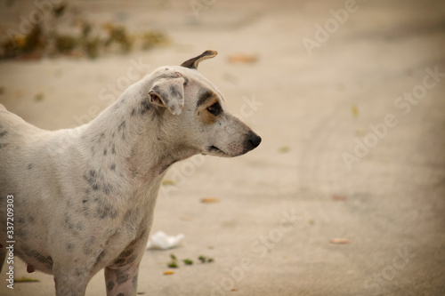 Sad looking stray dog  white color with grey dots  head turns right looking at something on the right