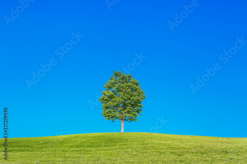 青空を背景にした丘の上の1本の木。背景用素材