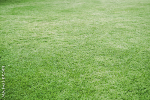 Green grass field background texture. Element of design. green grass background