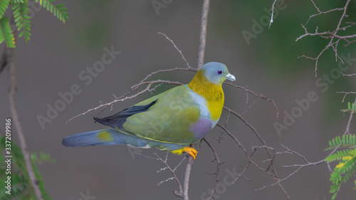 Yellow-footed green pigeon (Treron phoenicoptera) at Lake Gardens, Kolkata.