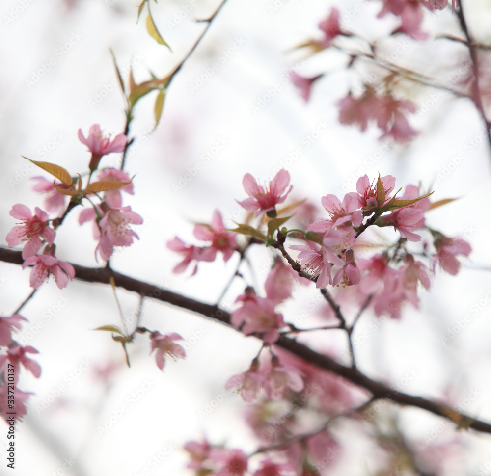 Phaya Suea flower or Sakura flower in Thailand is a rose apple that is small in size and has a tall stem.