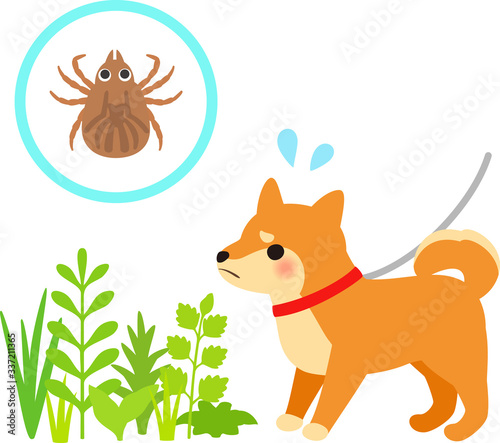 草むらのマダニのイメージと散歩中の犬