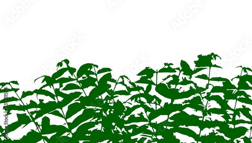 green leafs on white background