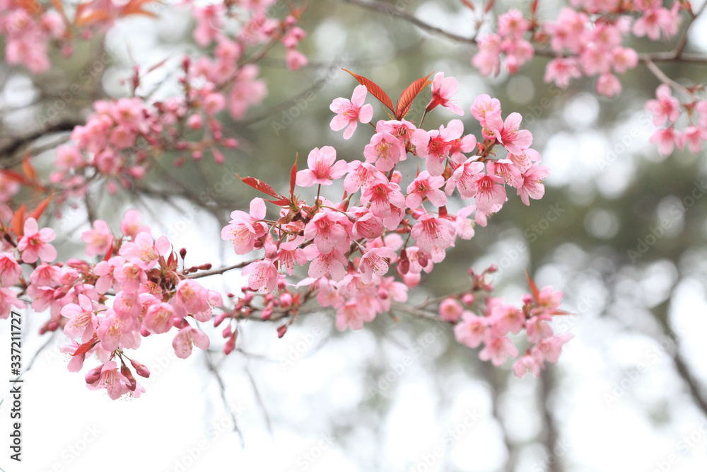 Phaya Suea flower or Sakura flower in Thailand is a rose apple that is small in size and has a tall stem.