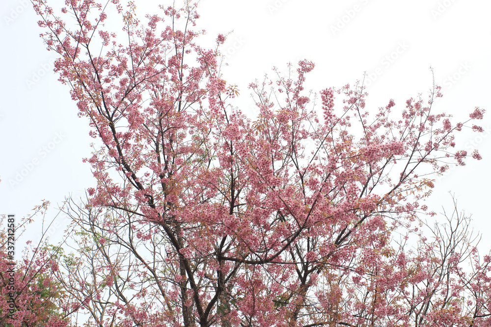 Phaya Suea flower or Sakura flower in Thailand is a rose apple that is small in size and has a tall stem. Phaya Suea flower or Sakura flower in Thailand is a rose apple that is small in size and has a tall stem.
