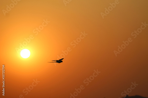 Flying sunset © Harshal