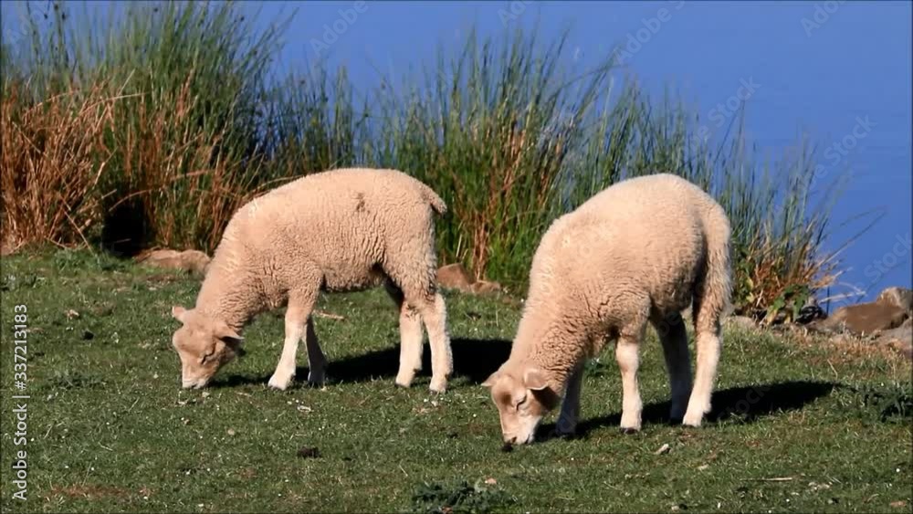 cute white lambs in the nature by a lake
cute white lambs in the nature by a lake