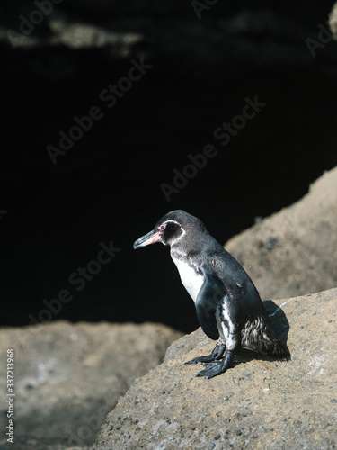 Cute little penguin