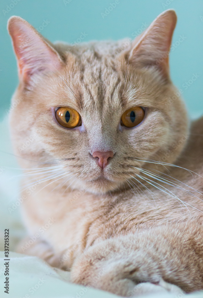close-up portrait ginger cat.