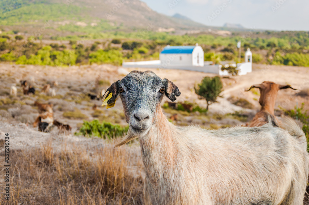 Obraz premium Goat portrait. Goat on a pasture, outdoor photo.