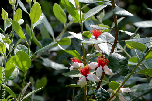 beautiful image of a feijoa bloom in the garden in spring 