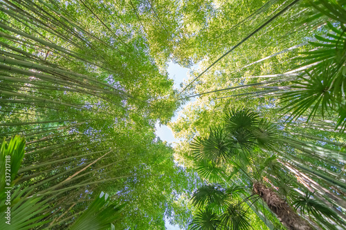 Vue d'une forêt de bambous dans une bambouseraie depuis le sol.