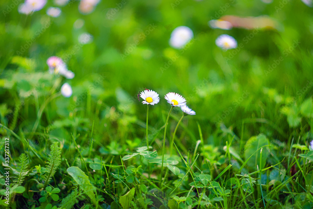 Close up of Daisy Background, wild chamomile, meadow, little white wildflowers. daisy flowers in green gras