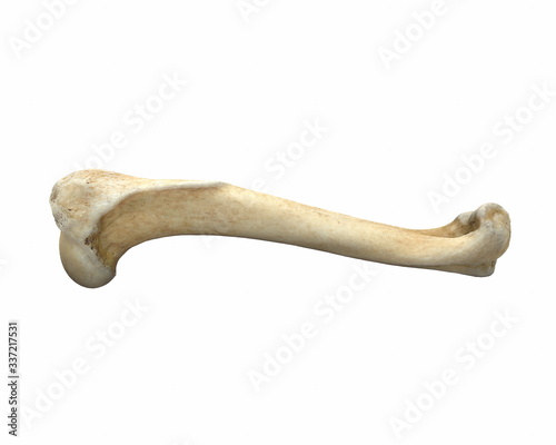3D render of animal leg bone isolated on white