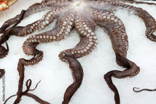 Octopus on snowy counter