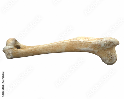 3D render of animal leg bone isolated on white photo