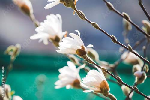 White magnolia early spring blossom