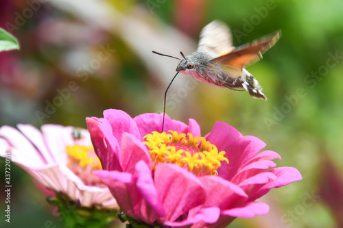 An hummingbird hawk-moth flying and feeding nectar. Little butterfly Macroglossum stellatarum fly over flower in garden