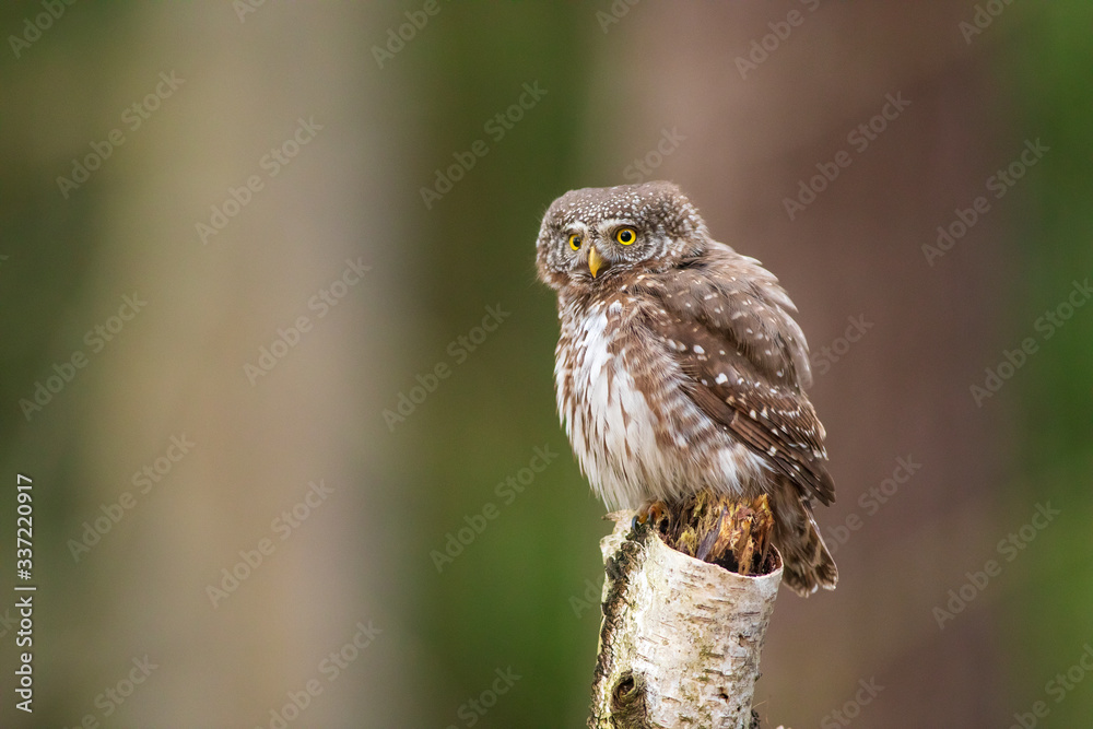 Obraz premium Eurasian pygmy owl (Glaucidium passerinum). Beautiful own in forest.