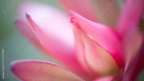 Macro pink flower and yellow fire on teal