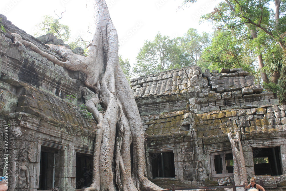 The ankor wat big trees The ankor wat big trees
