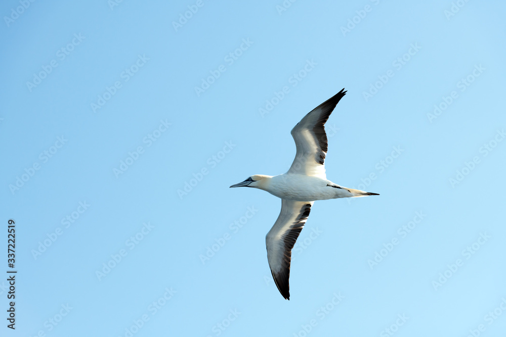 Flying gannet on blue sky. Wild animal photography Flying gannet on blue sky. Wild animal photography
