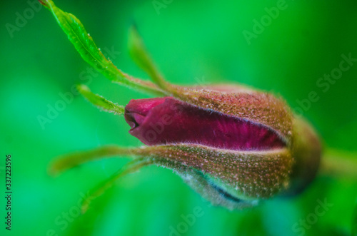  undiscovered bud of roses, new red rose bud. Closeup of a rose bud in a garden.
