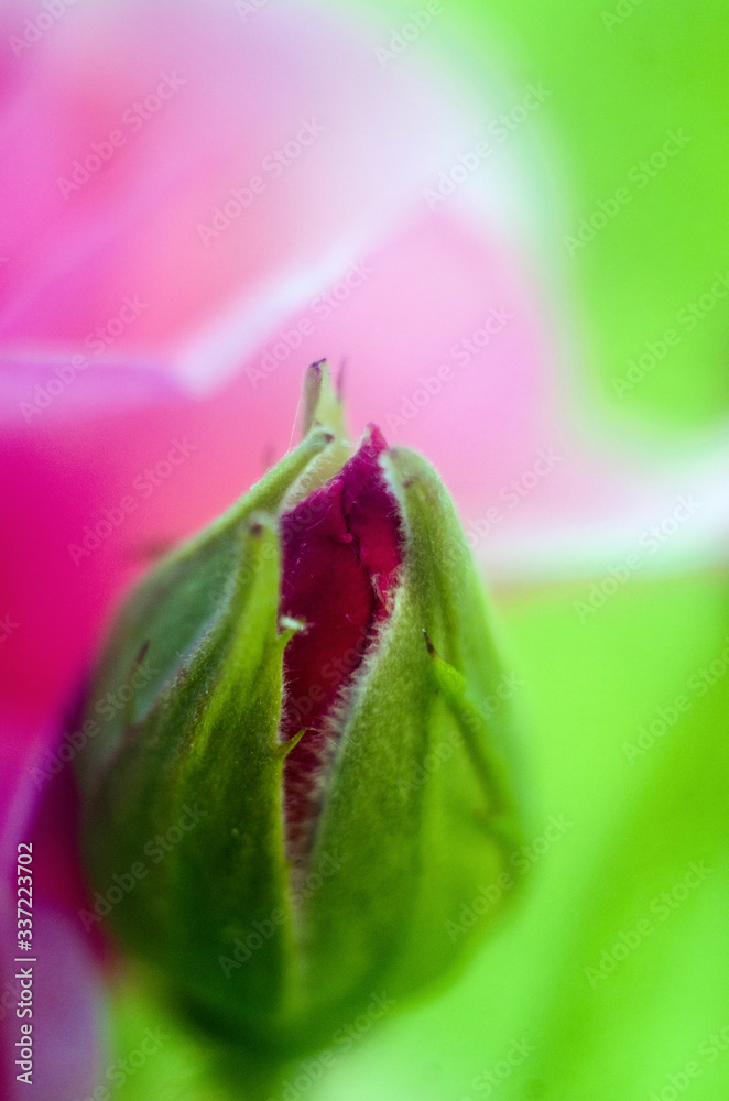 undiscovered bud of roses, new red rose bud. Closeup of a rose bud in a garden. undiscovered bud of roses, new red rose bud. Closeup of a rose bud in a garden.