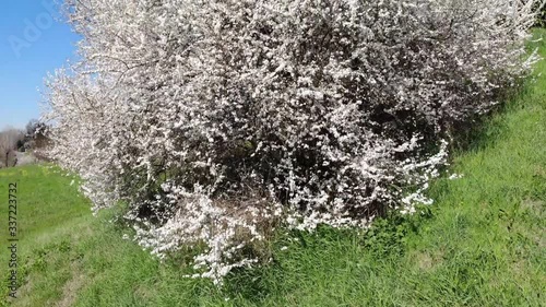 hawthorn spring blooms mountain forests