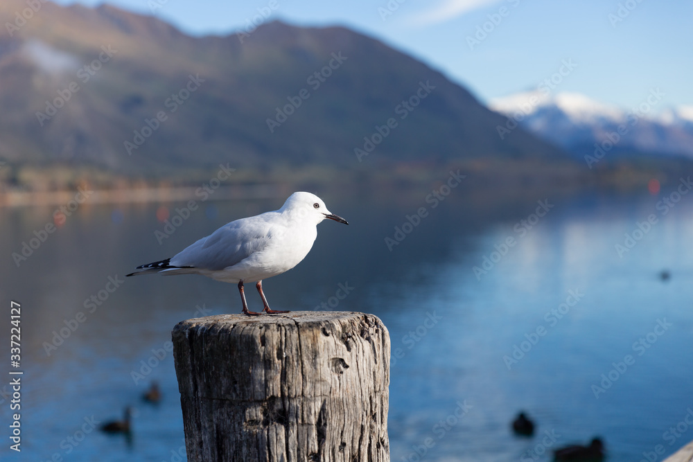 A white pigeon perched on wooden post with mountain background at Lake Wanaka, New Zealand A white pigeon perched on wooden post with mountain background at Lake Wanaka, New Zealand