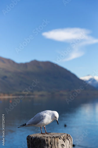 A white pigeon perched on wooden post with mountain background at Lake Wanaka, New Zealand