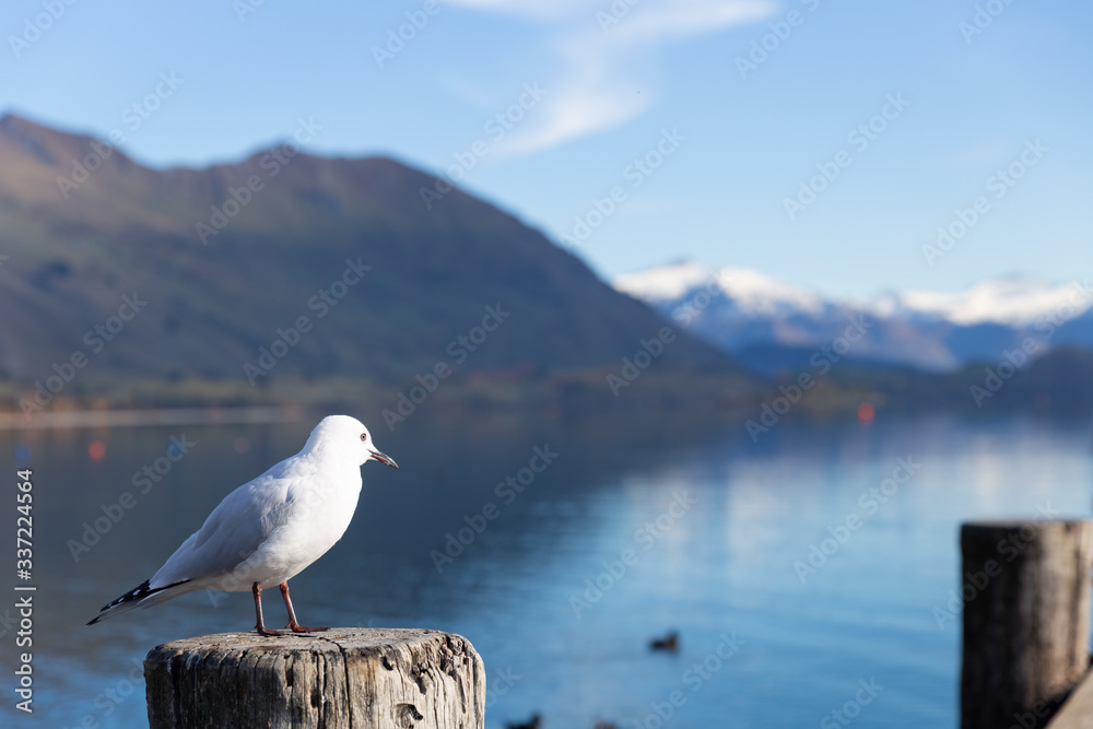 A white pigeon perched on wooden post with mountain background at Lake Wanaka, New Zealand A white pigeon perched on wooden post with mountain background at Lake Wanaka, New Zealand