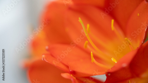 Wallpaper Mural Macro tropical orange flowers on light grey  Torontodigital.ca